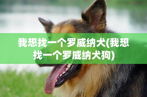 我想找一個羅威納犬(我想找一個羅威納犬狗)