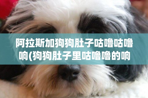 阿拉斯加狗狗肚子咕嚕咕嚕響(狗狗肚子里咕嚕嚕的響是怎么了?)