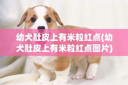 幼犬肚皮上有米粒紅點(幼犬肚皮上有米粒紅點圖片)