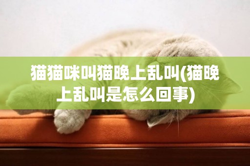 貓貓咪叫貓晚上亂叫(貓晚上亂叫是怎么回事)