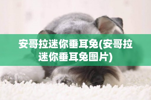 安哥拉迷你垂耳兔(安哥拉迷你垂耳兔圖片)
