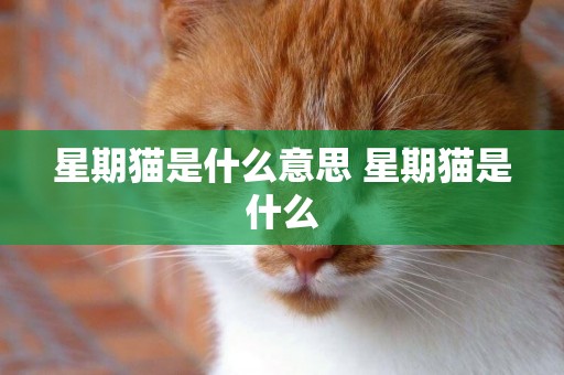星期貓是什么意思 星期貓是什么