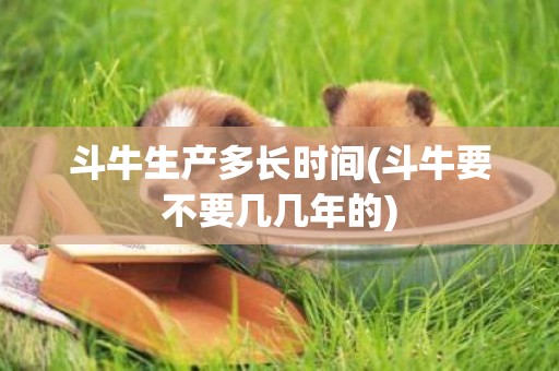 斗牛生產多長時間(斗牛要不要幾幾年的)