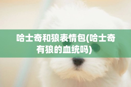 哈士奇和狼表情包(哈士奇有狼的血統嗎) 