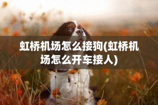 虹橋機場怎么接狗(虹橋機場怎么開車接人)