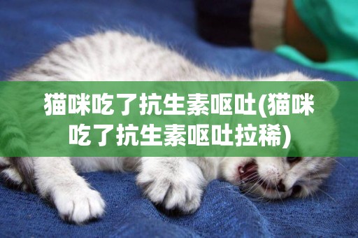 貓咪吃了抗生素嘔吐(貓咪吃了抗生素嘔吐拉稀)