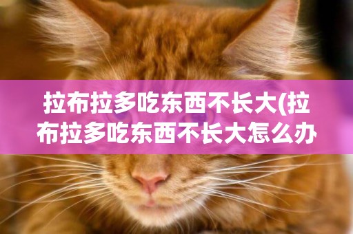 拉布拉多吃東西不長大(拉布拉多吃東西不長大怎么辦)