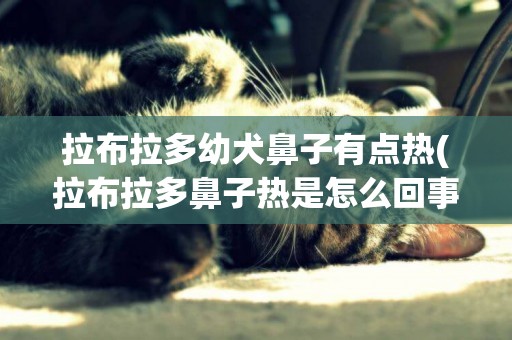 拉布拉多幼犬鼻子有點熱(拉布拉多鼻子熱是怎么回事)