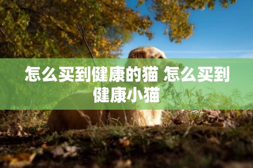 怎么買到健康的貓 怎么買到健康小貓