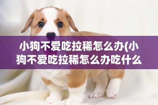小狗不愛吃拉稀怎么辦(小狗不愛吃拉稀怎么辦吃什么藥)