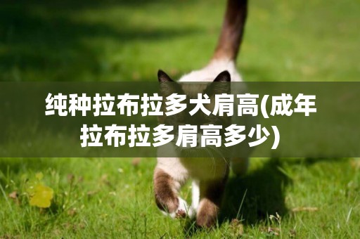 純種拉布拉多犬肩高(成年拉布拉多肩高多少)
