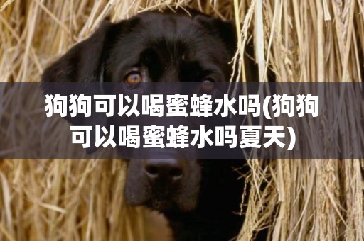 狗狗可以喝蜜蜂水嗎(狗狗可以喝蜜蜂水嗎夏天)