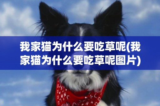 我家貓為什么要吃草呢(我家貓為什么要吃草呢圖片)