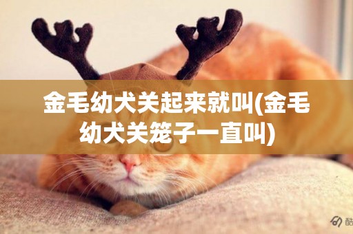 金毛幼犬關起來就叫(金毛幼犬關籠子一直叫)