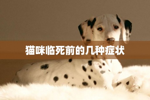 貓咪臨死前的幾種癥狀
