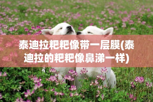 泰迪拉粑粑像帶一層膜(泰迪拉的粑粑像鼻涕一樣)