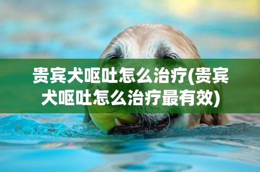 貴賓犬嘔吐怎么治療(貴賓犬嘔吐怎么治療最有效)