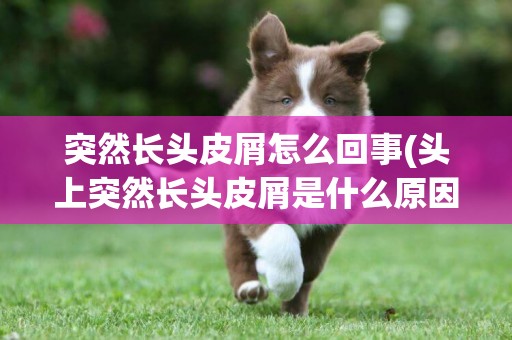突然長頭皮屑怎么回事(頭上突然長頭皮屑是什么原因)