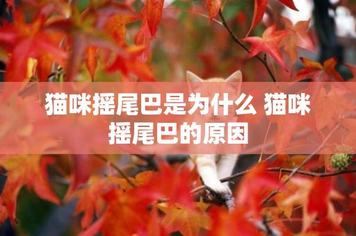 貓咪搖尾巴是為什么 貓咪搖尾巴的原因