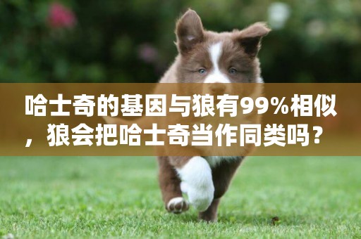 哈士奇的基因與狼有99%相似，狼會把哈士奇當作同類嗎？ 