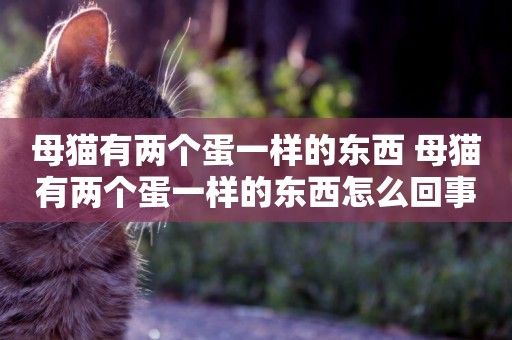 母貓有兩個蛋一樣的東西 母貓有兩個蛋一樣的東西怎么回事