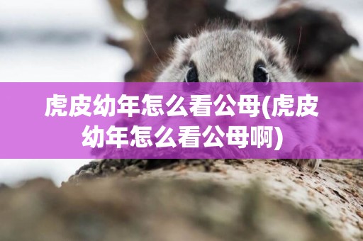 虎皮幼年怎么看公母(虎皮幼年怎么看公母啊)