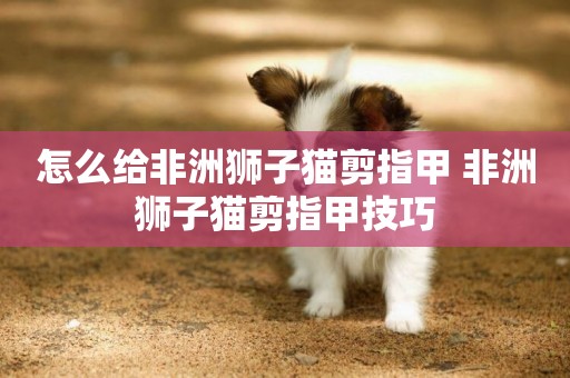 怎么給非洲獅子貓剪指甲 非洲獅子貓剪指甲技巧