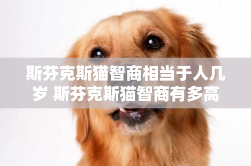 斯芬克斯貓智商相當于人幾歲 斯芬克斯貓智商有多高