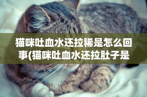 貓咪吐血水還拉稀是怎么回事(貓咪吐血水還拉肚子是怎么回事)
