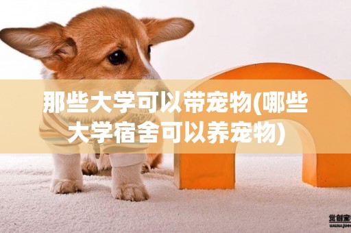 那些大學可以帶寵物(哪些大學宿舍可以養寵物)