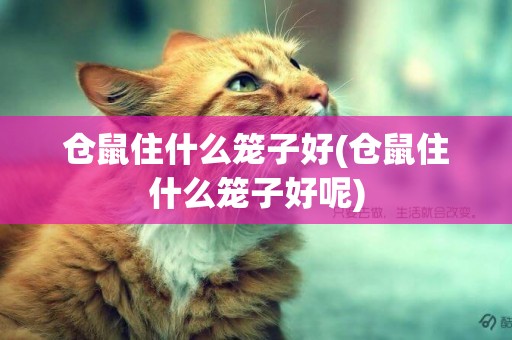 倉鼠住什么籠子好(倉鼠住什么籠子好呢)
