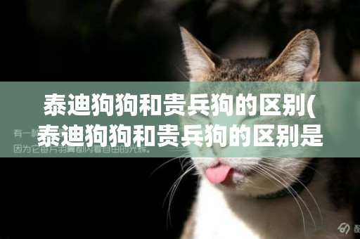 泰迪狗狗和貴兵狗的區別(泰迪狗狗和貴兵狗的區別是什么)