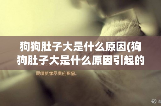 狗狗肚子大是什么原因(狗狗肚子大是什么原因引起的)