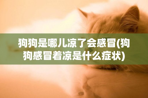 狗狗是哪兒涼了會感冒(狗狗感冒著涼是什么癥狀)