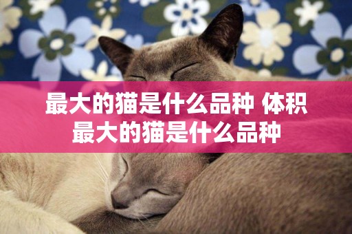 最大的貓是什么品種 體積最大的貓是什么品種