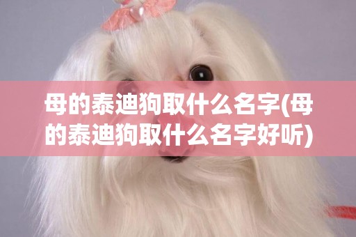 母的泰迪狗取什么名字(母的泰迪狗取什么名字好聽)