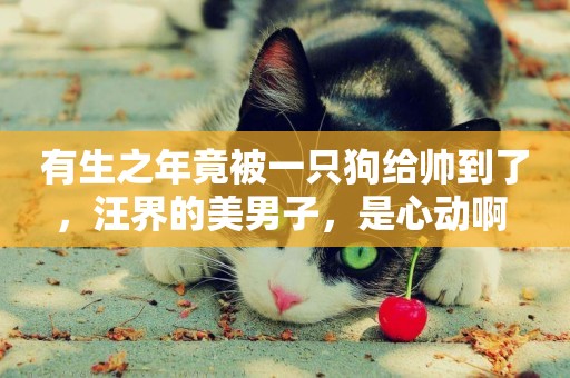 有生之年竟被一只狗給帥到了，汪界的美男子，是心動啊 
