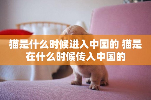 貓是什么時候進入中國的 貓是在什么時候傳入中國的