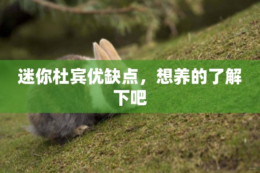 迷你杜賓優缺點,想養的了解下吧 迷你杜賓優缺點,想養的了解下吧
