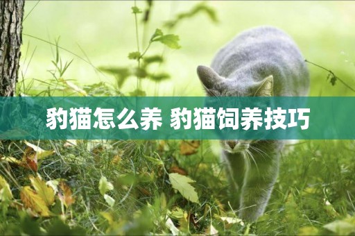 豹貓怎么養 豹貓飼養技巧