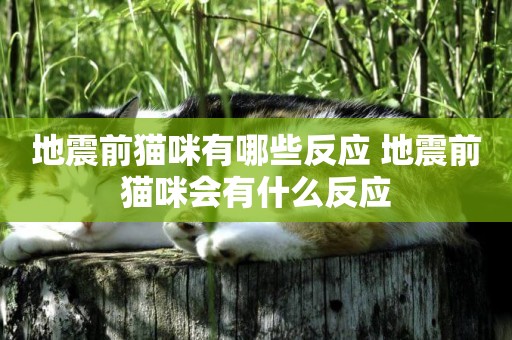 地震前貓咪有哪些反應 地震前貓咪會有什么反應