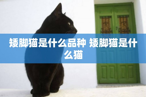 矮腳貓是什么品種 矮腳貓是什么貓