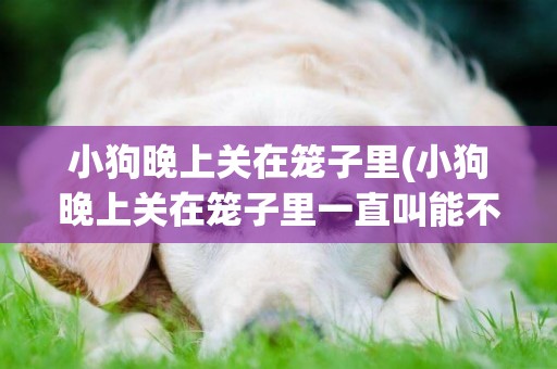 小狗晚上關在籠子里(小狗晚上關在籠子里一直叫能不能打)