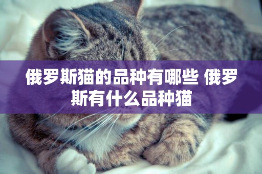 俄羅斯貓的品種有哪些 俄羅斯有什么品種貓