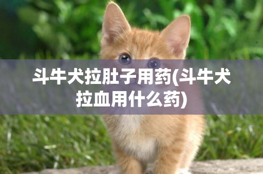 斗牛犬拉肚子用藥(斗牛犬拉血用什么藥)