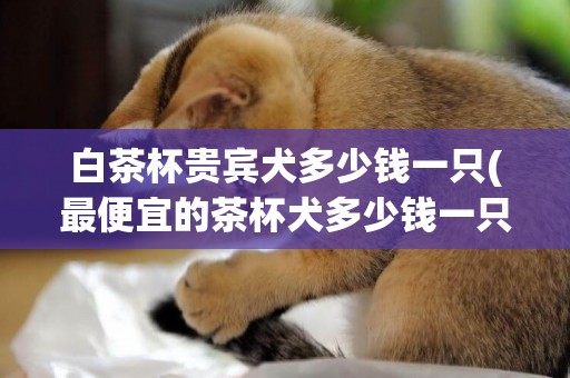 白茶杯貴賓犬多少錢一只(最便宜的茶杯犬多少錢一只 普通,白)