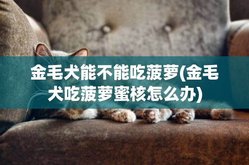 金毛犬能不能吃菠蘿(金毛犬吃菠蘿蜜核怎么辦)