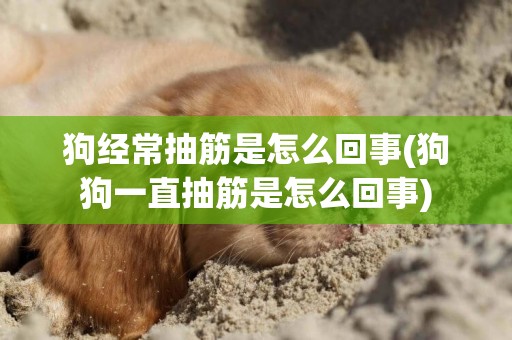 狗經常抽筋是怎么回事(狗狗一直抽筋是怎么回事)