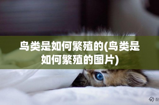 鳥類是如何繁殖的(鳥類是如何繁殖的圖片)