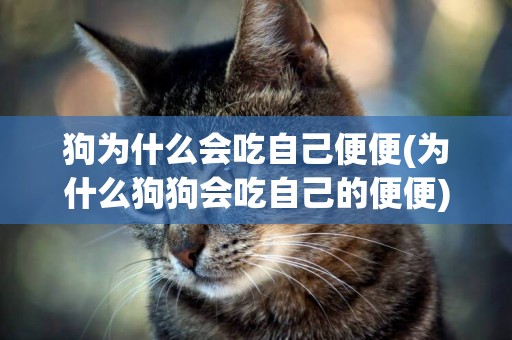 狗為什么會吃自己便便(為什么狗狗會吃自己的便便)